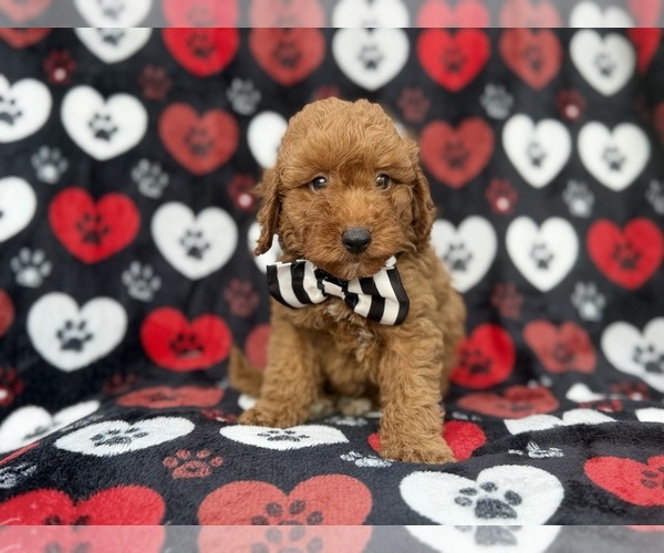 Medium Photo #2 Cavapoo (Miniature) Puppy For Sale in LAKELAND, FL, USA