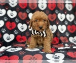 Abe - Male Cavapoo (Miniature) Puppy for Sale - Photo #2