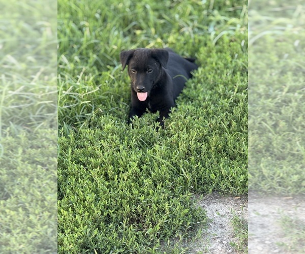 Medium Photo #7 Australian Cattle Dog-Labrador Retriever Mix Puppy For Sale in CENTRALIA, IL, USA