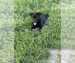 Small #6 Australian Cattle Dog-Labrador Retriever Mix
