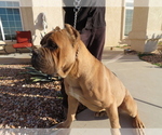 Small Photo #5 Cane Corso Puppy For Sale in APPLE VALLEY, CA, USA