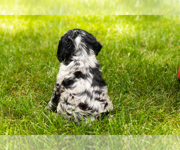 Medium Photo #23 Cocker Spaniel Puppy For Sale in NAPPANEE, IN, USA