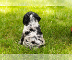 Small Photo #23 Cocker Spaniel Puppy For Sale in NAPPANEE, IN, USA