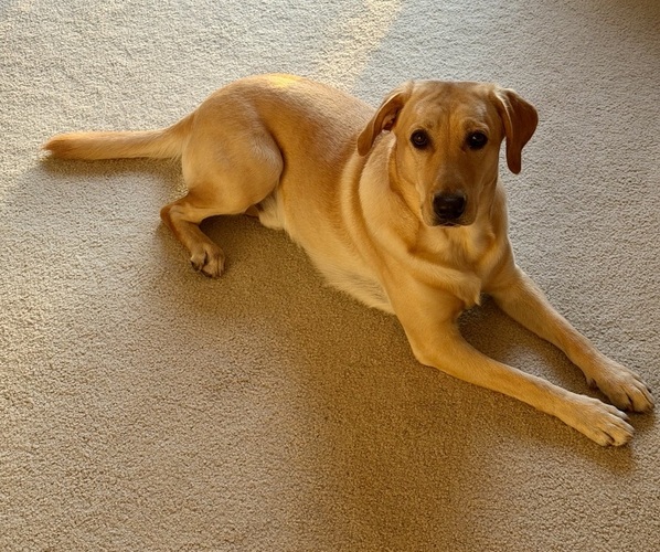 Medium Photo #1 Labrador Retriever Puppy For Sale in SARASOTA, FL, USA