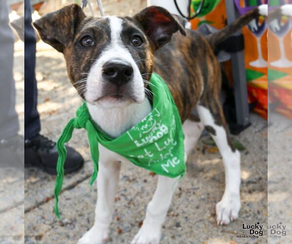 Medium Photo #5 Mutt Puppy For Sale in Washington, DC, USA