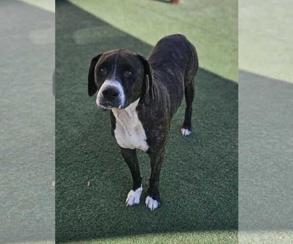 Medium Photo #4 Plott Hound-Unknown Mix Puppy For Sale in Rockwall, TX, USA