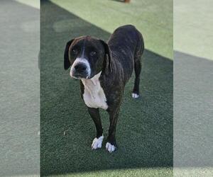 Gene - Male Plott Hound-Unknown Mix Dog for Adoption - Photo #4