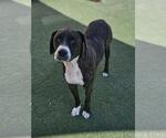 Small Photo #4 Plott Hound-Unknown Mix Puppy For Sale in Rockwall, TX, USA