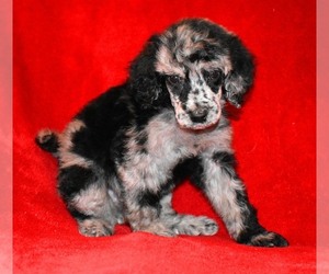 Poodle (Standard) Puppy for sale in ASPERMONT, TX, USA
