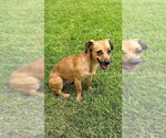 Small #3 Chihuahua