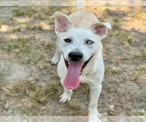 Labrador Retriever-Siberian Husky Mix Dogs for adoption in Conroe, TX, USA