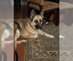 Small #4 German Shepherd Dog
