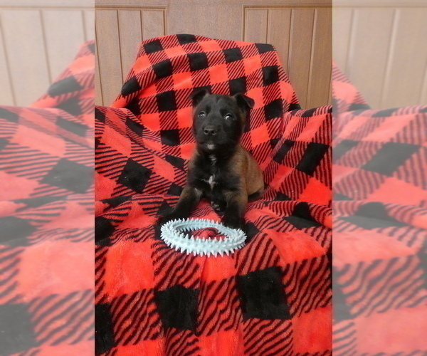 Medium Photo #3 Belgian Malinois Puppy For Sale in SYRACUSE, IN, USA