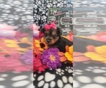 Small Photo #44 Yorkshire Terrier Puppy For Sale in AKRON, OH, USA