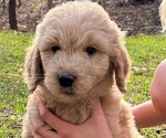 Small #1 Goldendoodle