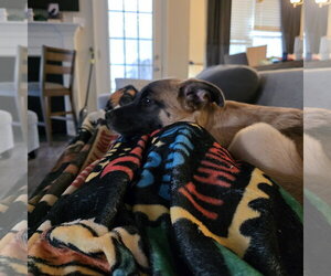 Zev - Female German Shepherd Dog-Unknown Mix Dog for Adoption - Photo #3