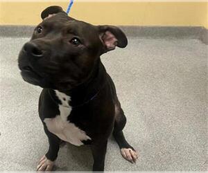 American Pit Bull Terrier Dogs for adoption in Orange, CA, USA