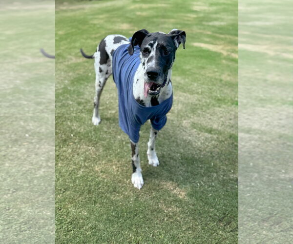 Medium Photo #2 Great Dane Puppy For Sale in PIPE CREEK, TX, USA