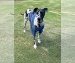 Small #1 Great Dane