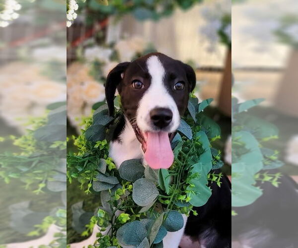 Medium Photo #16 Great Pyrenees Puppy For Sale in Spring, TX, USA