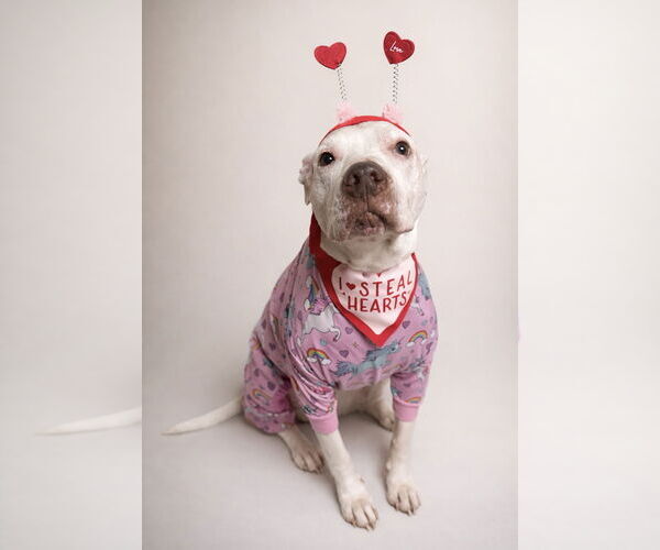 Medium Photo #4 Pointer-Unknown Mix Puppy For Sale in Clarkston, MI, USA