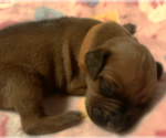 Small #4 Rhodesian Ridgeback