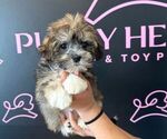 Small Photo #4 Havanese Puppy For Sale in LAS VEGAS, NV, USA