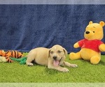 Small #10 Catahoula Leopard Dog