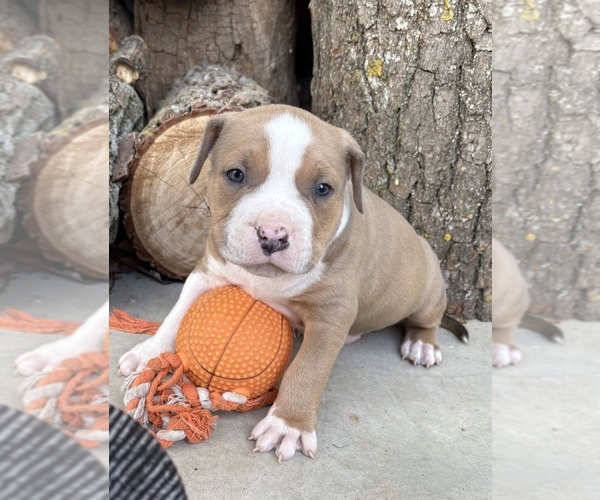 Medium Photo #3 American Bulldog Puppy For Sale in MIDDLEBURY, IN, USA