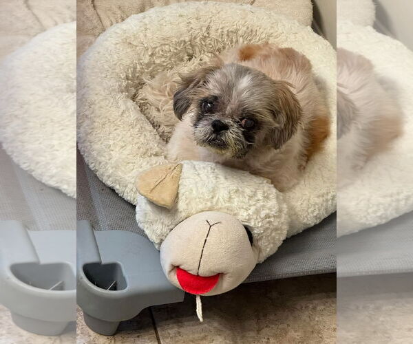 Medium Photo #1 Shih Tzu Puppy For Sale in Lexington Park, MD, USA