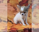 Small #6 Chihuahua