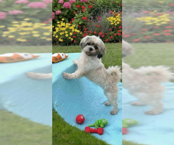 Medium Photo #2 Shih Tzu Puppy For Sale in Weston, FL, USA