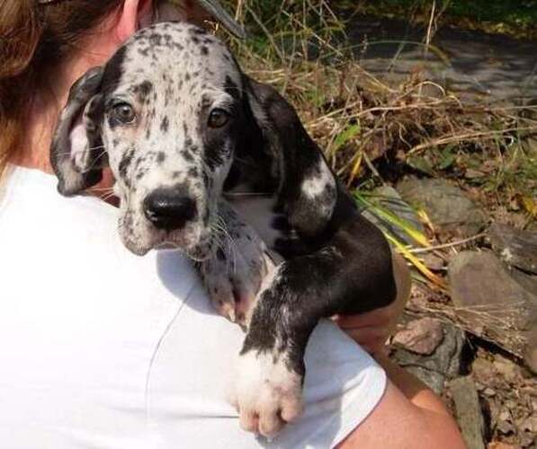 Medium Photo #1 Great Dane Puppy For Sale in SPRAGGS, PA, USA