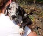 Puppy Willow Great Dane