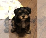 Small Photo #1 Yorkshire Terrier Puppy For Sale in SEYMOUR, WI, USA