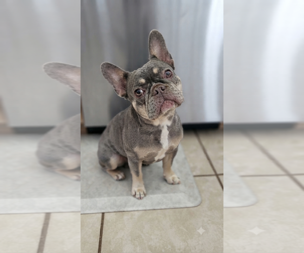 Medium Photo #1 French Bulldog Puppy For Sale in Sandy, UT, USA