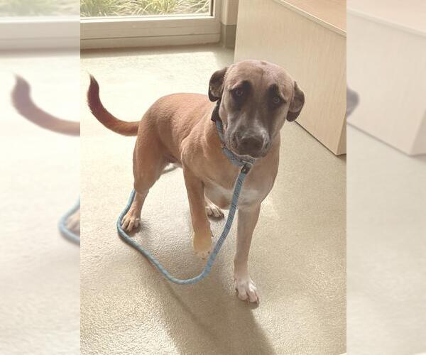 Medium Photo #2 Black Mouth Cur-Labrador Retriever Mix Puppy For Sale in Baytown, TX, USA