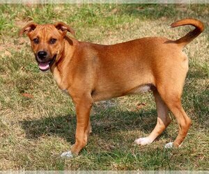 Labrador Retriever-Rat Terrier Mix Dogs for adoption in Green Forest, AR, USA