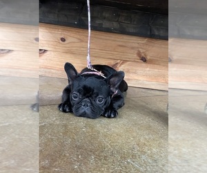 Mother of the French Bulldog puppies born on 04/28/2025