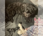 Small Photo #6 Poochon Puppy For Sale in JOHNSTOWN, PA, USA