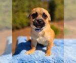 Small #1 Pug-A-Poo