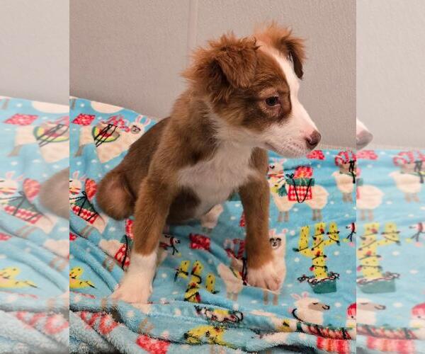 Medium Photo #2 Mutt Puppy For Sale in Doylestown, PA, USA