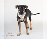 Small German Shepherd Dog