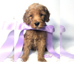 Small Photo #15 Goldendoodle Puppy For Sale in DEMOPOLIS, AL, USA