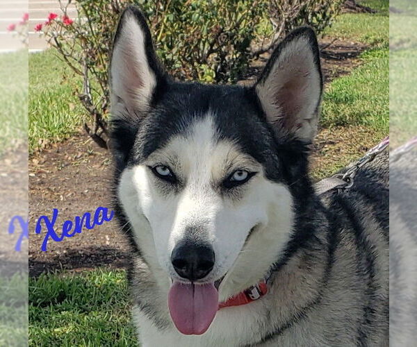 Medium Photo #13 Siberian Husky-Unknown Mix Puppy For Sale in HOUSTON, TX, USA