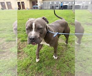 Mutt Dogs for adoption in Camarillo, CA, USA