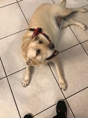 Labrador Retriever Dogs for adoption in GRAY, LA, USA
