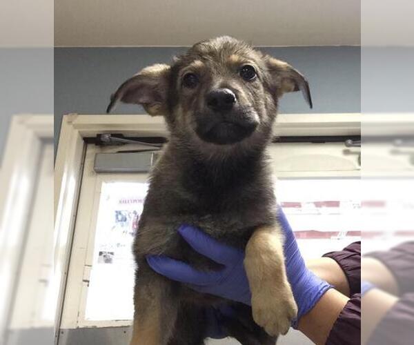 Medium Photo #3 German Shepherd Dog-Unknown Mix Puppy For Sale in Riverside, CA, USA