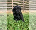 Puppy 3 Border Collie-Bordoodle Mix
