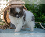 Small Photo #16 Pomeranian Puppy For Sale in SHILOH, OH, USA
